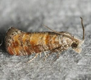 Rhyacionia frustrana