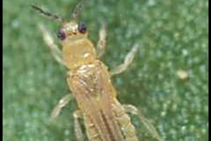 Scirtothrips Perseae