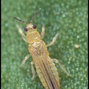 Scirtothrips perseae