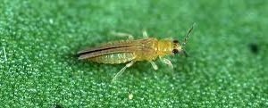 Scirtothrips perseae