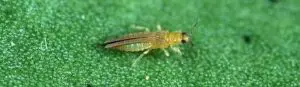 Scirtothrips perseae