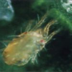 Tetranychus pacificus