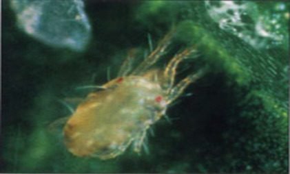 Tetranychus pacificus
