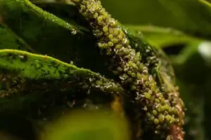 Aphis nasturtii