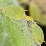 aphis nasturtii