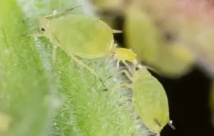 aphis nasturtii