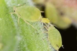 Aphis nasturtii