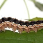 helicoverpa armiguera larva