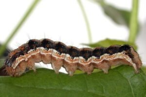 helicoverpa armiguera larva
