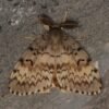 lymantria dispar