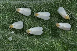 trialeurodes vaporiarorum