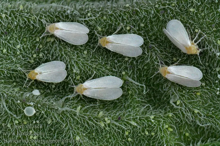 trialeurodes vaporiarorum