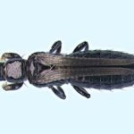 Megalurothrips sjostedti