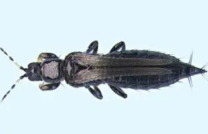 Megalurothrips sjostedti