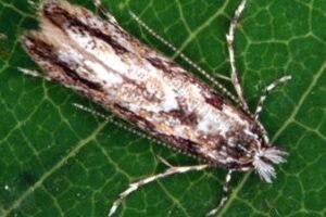 Phyllonorycter blancardella