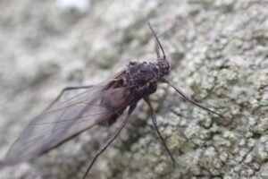 Tuberolachnus salignus