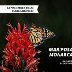 mariposa monarca