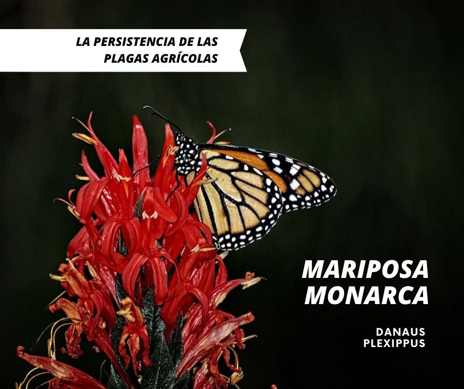 mariposa monarca