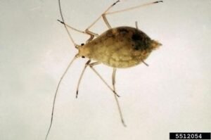 Acyrthosiphon kondoi