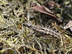 Coranus subapterus