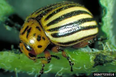 Leptinotarsa decemlineata