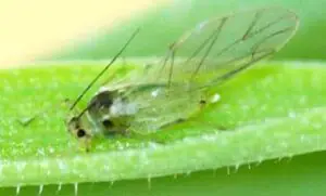 Schizaphis graminum