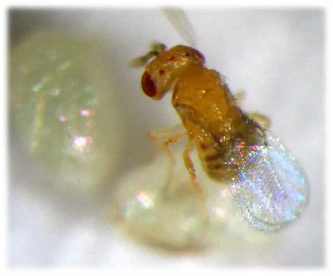 Trichogramma chilonis