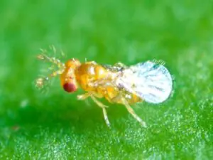 Trichogramma pretiosum