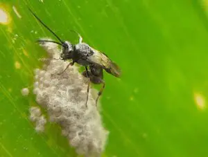chelonus insularis