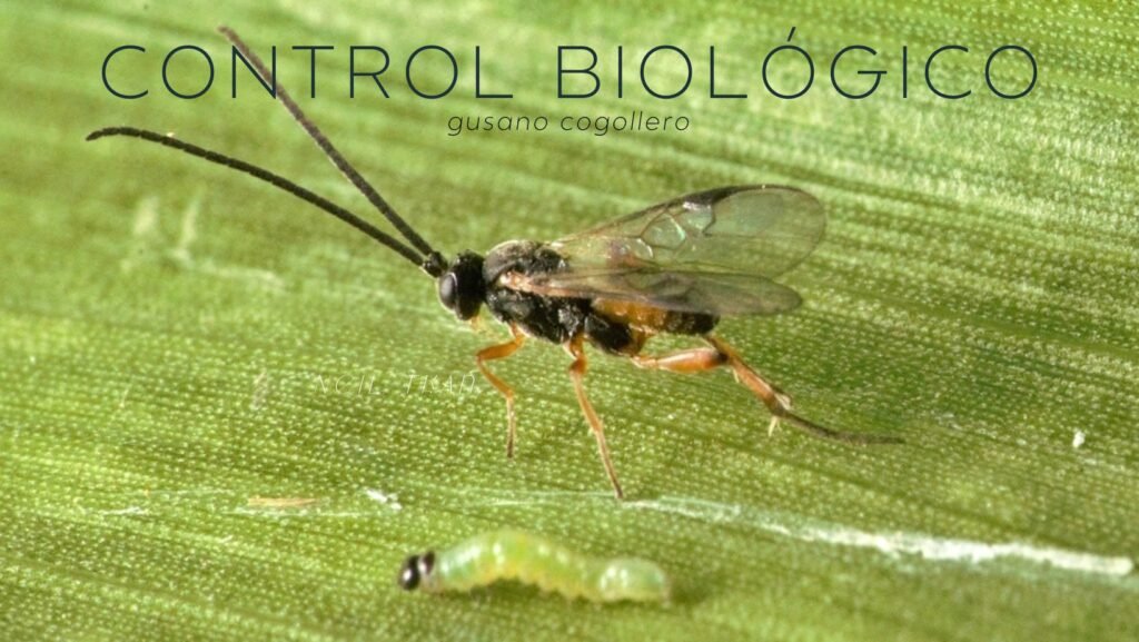 Hormigas: recomendaciones para un control biológico adecuado