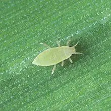 diauranphis noxia