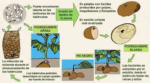 escarbajo patata info