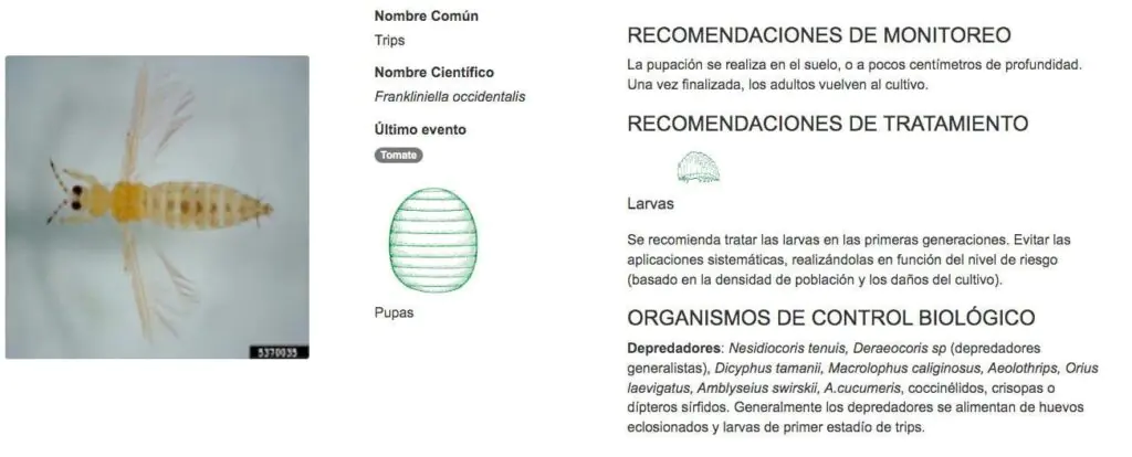 Sortware de control de plagas. Frankliniella occidentalis