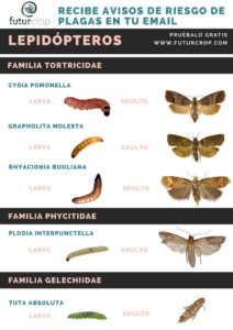 larvas adultos lepidopteros