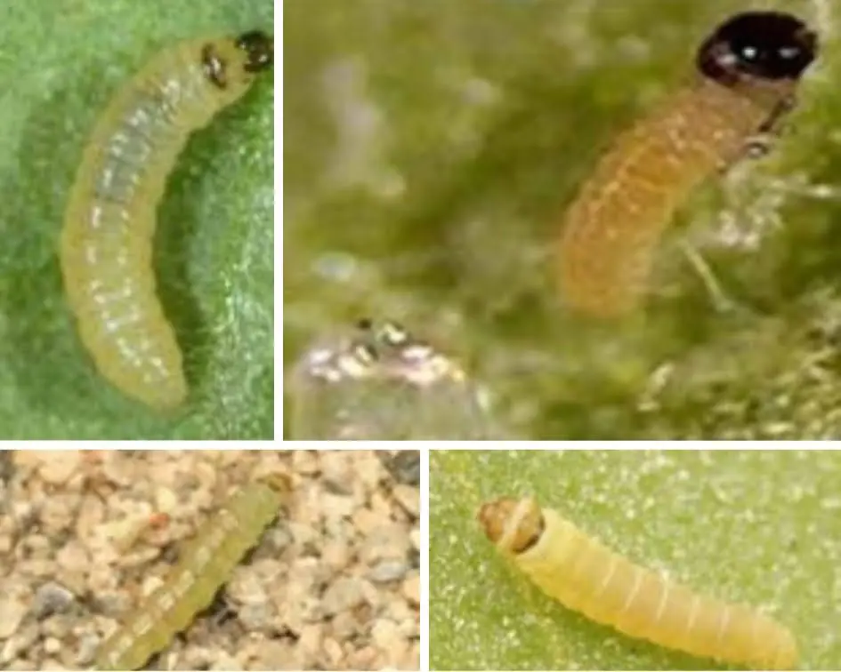 larvas de tuta absoluta