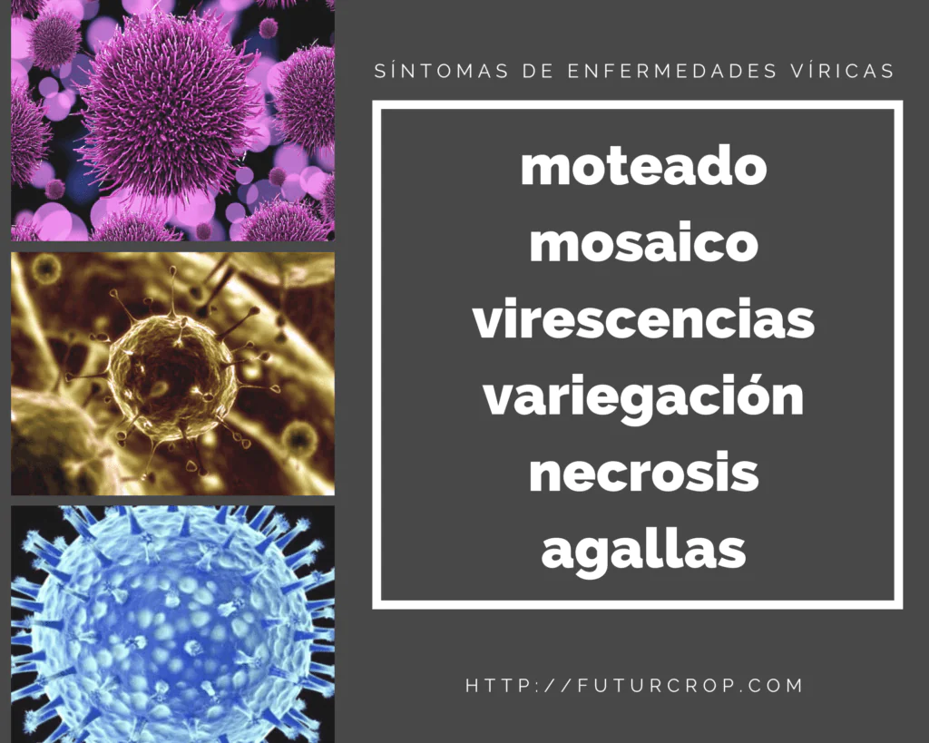 moteadomosaicovirescencias