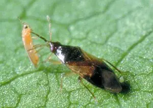 Orius laevigatus