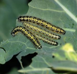orugas pieris brassicae