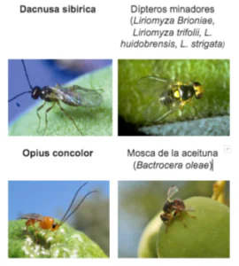 parasitoides3
