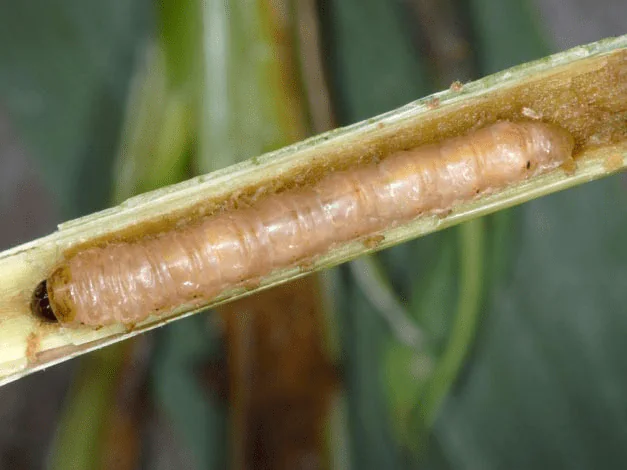Sesamia nonagrioides