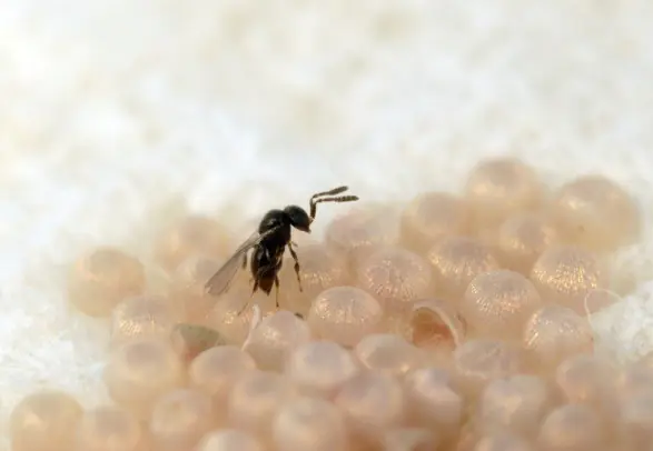 telenomus adulto hembra