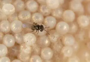 Telenomus sp