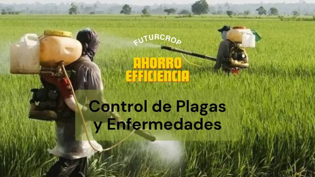 control de plagas y enfermedades