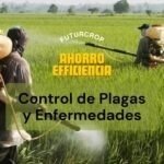 control de plagas y enfermedades