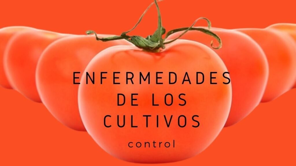 enfermedades de los cultivos