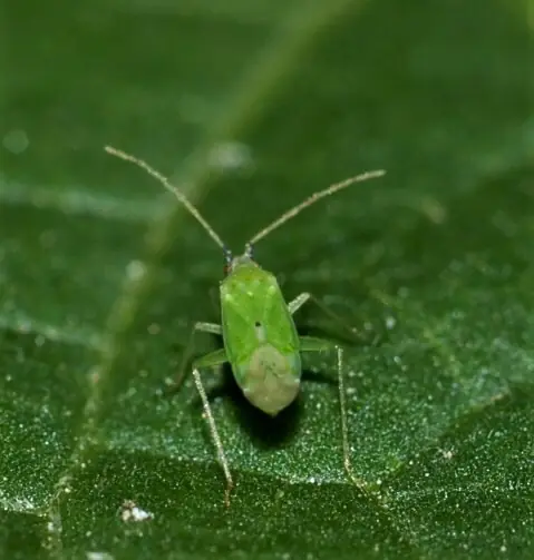 macrolophus pygmaeus
