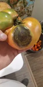 Phytophthora infestans tomate 1