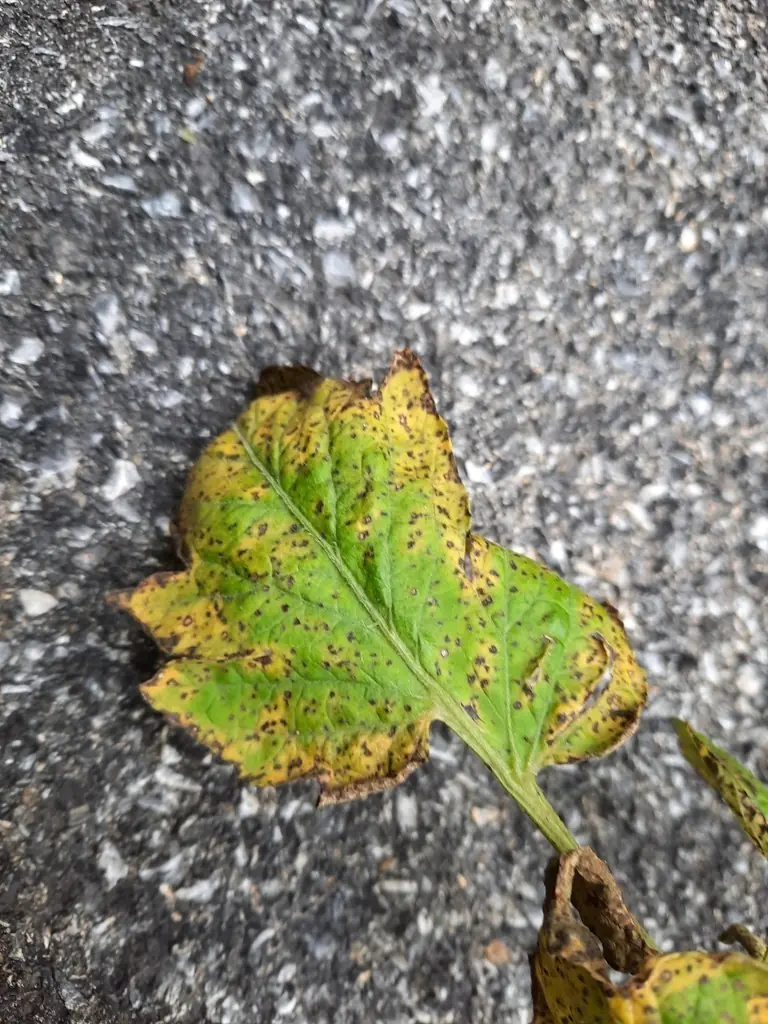 Septoria lycopersici