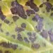 Alternaria solani en patata