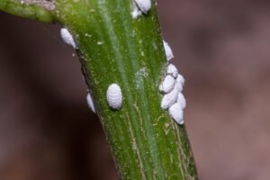 Cochinilla algodonosa